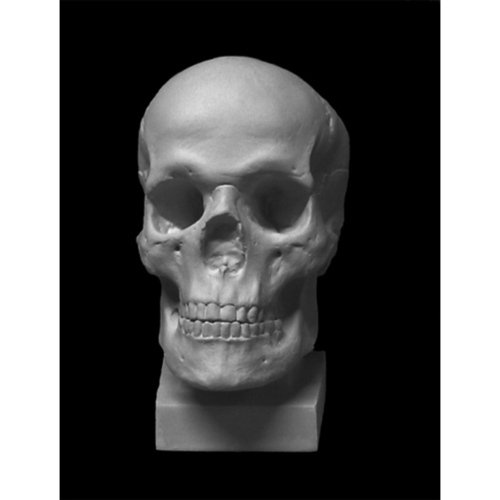 Череп Слепок с натурального гипс 1200₽