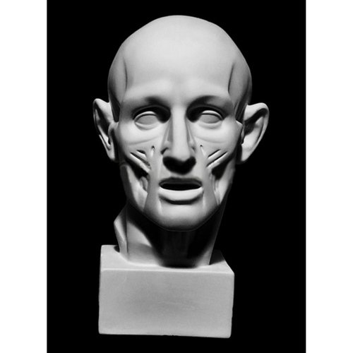 Экорше головы по Гудону гипс 1900₽