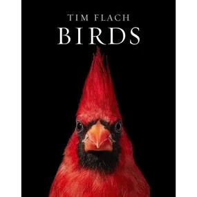Birds: Fine-art bird portraits capturing plumage, posture, and personality