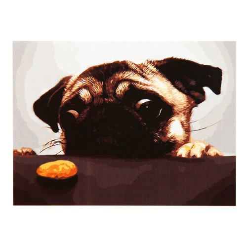 Картина по номерам Мопс 40х50 см 1000₽