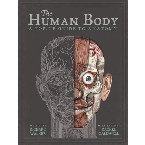 Rachel Caldwell. The Human Body. A Pop-Up Guide to Anatomy 4x life size human heart vein into 3 part anatomy cardiac medical model