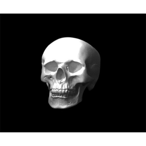 Череп анатомический гипс 950₽